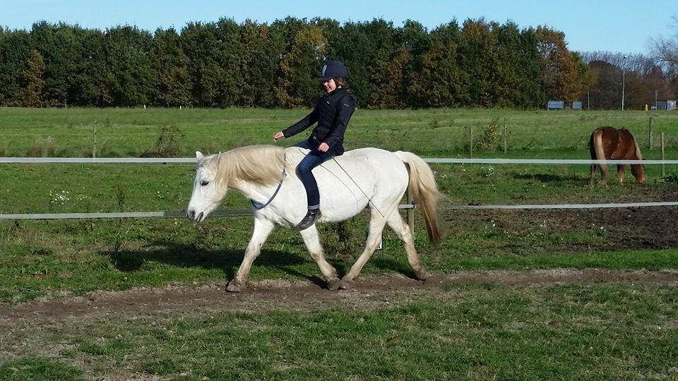 Anden særlig race Super star - Ridning med Cordeo billede 20