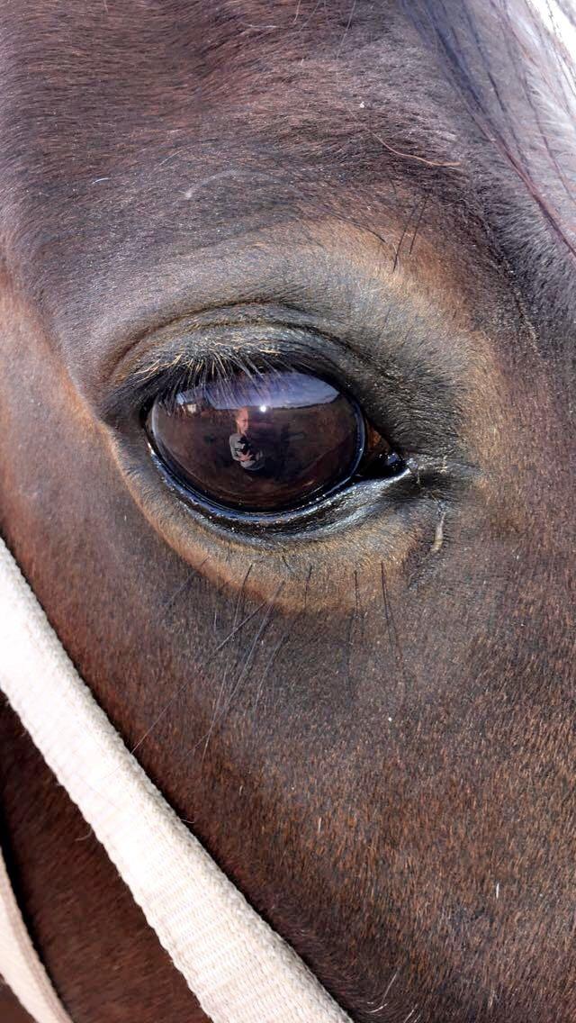 Anden særlig race Beauty (himmelhest) billede 6