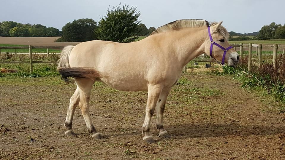 Fjordhest Merle vårby - Velkommen til merle`s profil :-) billede 1