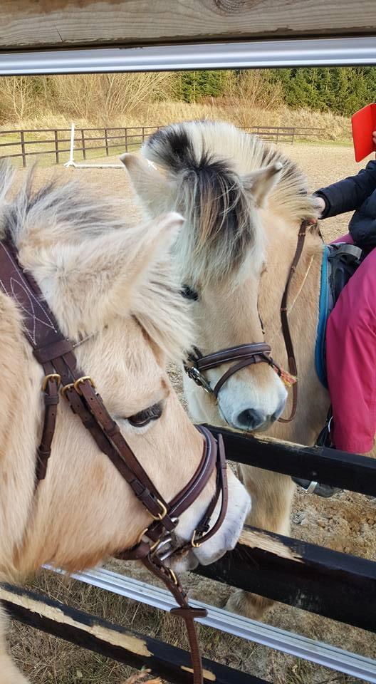 Fjordhest Merle vårby - første møde med et spejl ;-) billede 9