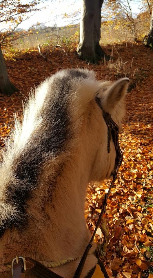 Fjordhest Merle vårby billede 5