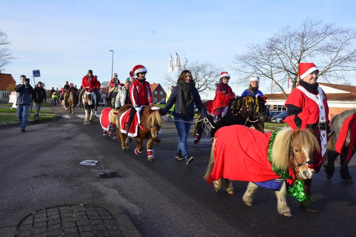 Shetlænder Skipper billede 20