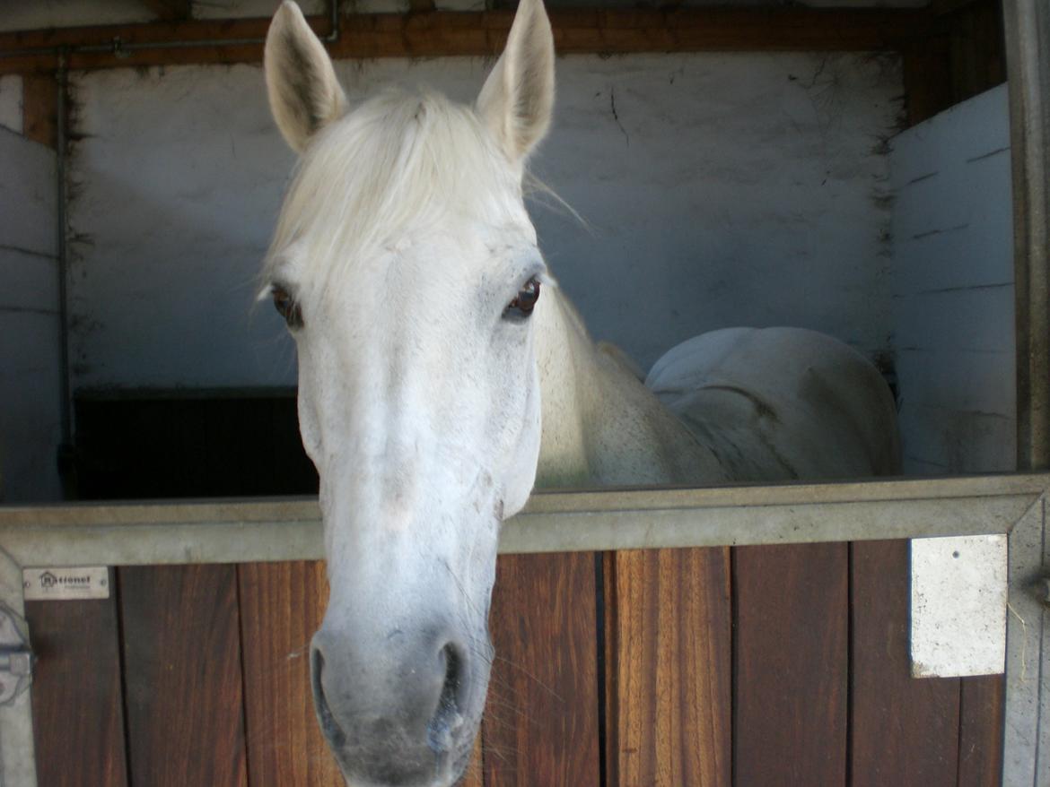Anden særlig race Gucci billede 3