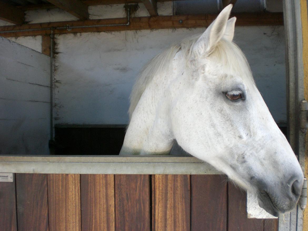 Anden særlig race Gucci billede 1