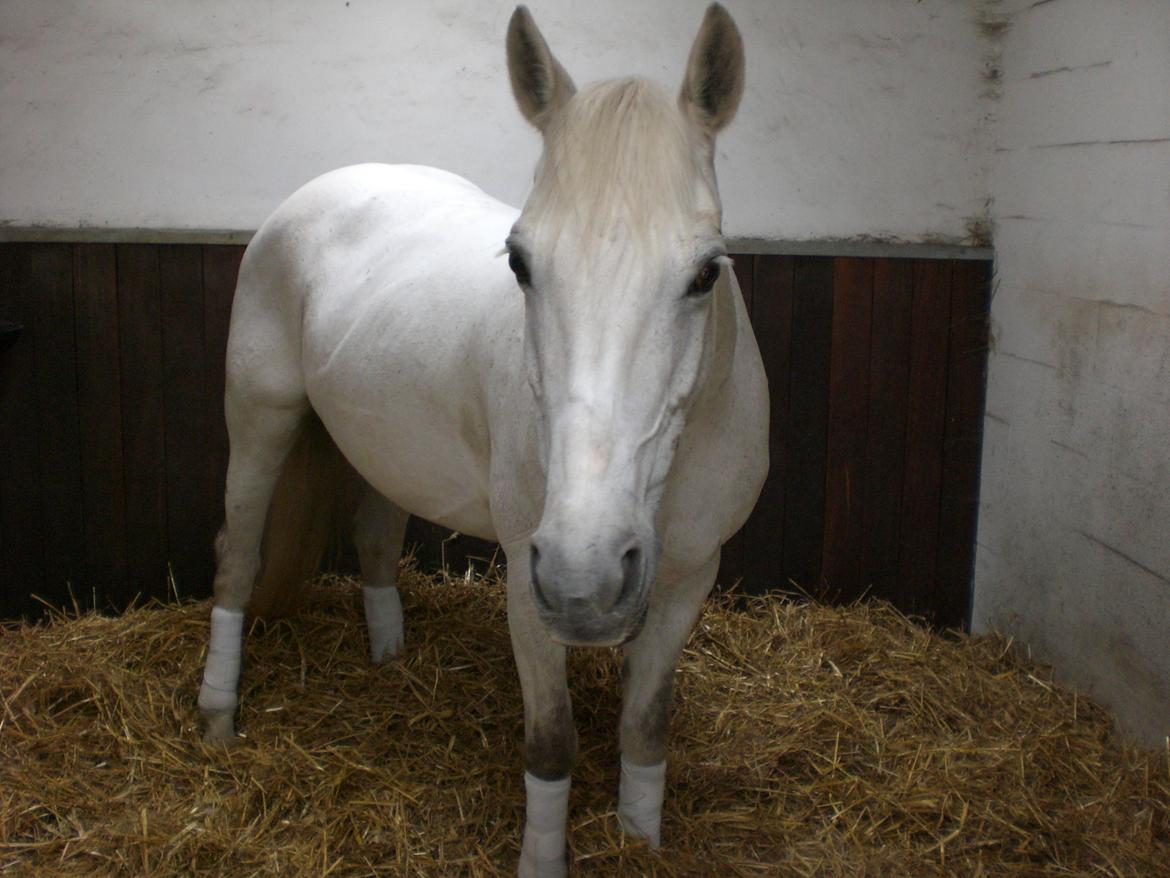 Anden særlig race Gucci billede 2