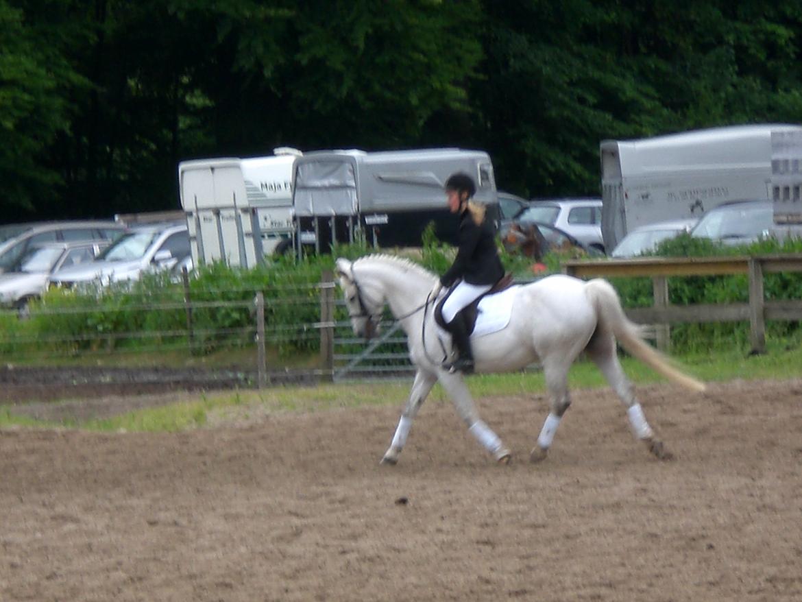 Anden særlig race Gucci billede 7