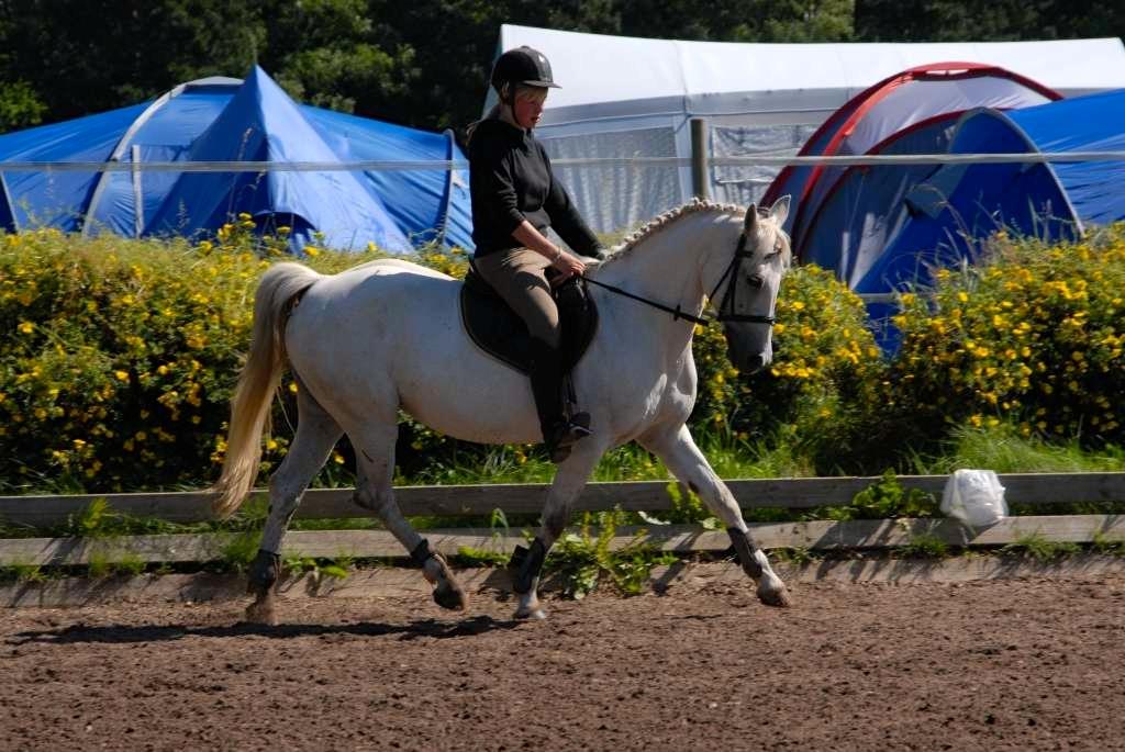 Anden særlig race Gucci billede 10