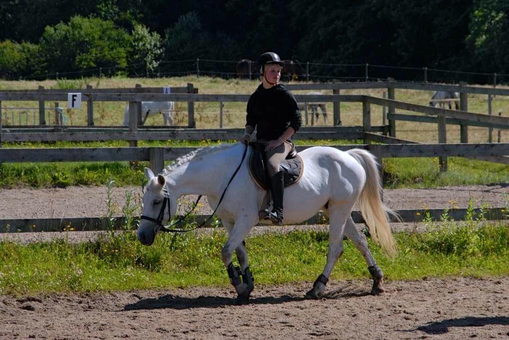 Anden særlig race Gucci billede 11
