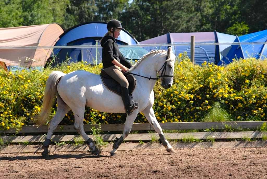 Anden særlig race Gucci billede 9