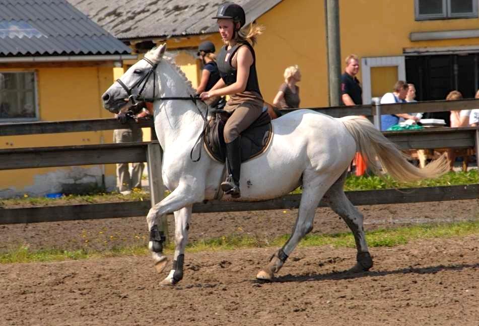 Anden særlig race Gucci billede 13