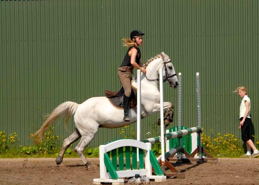 Anden særlig race Gucci billede 15