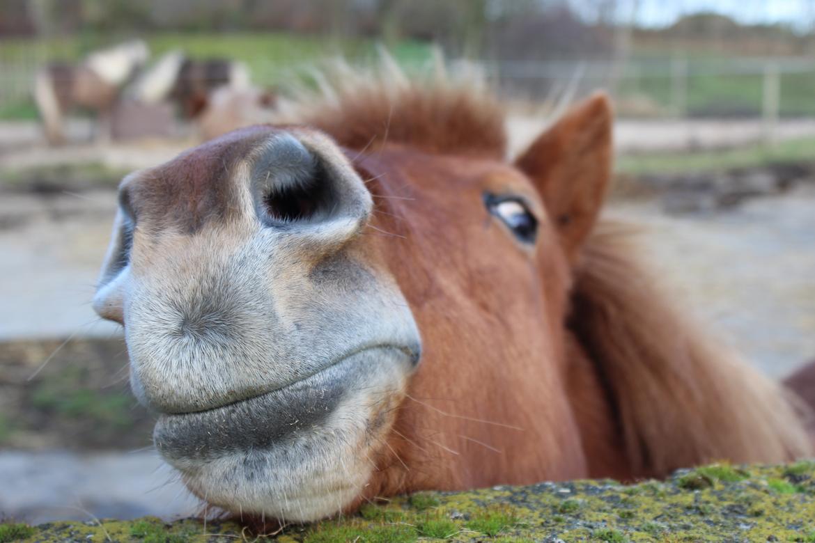Islænder Röskva fra Dejbjerg - 03.12 2016 billede 3