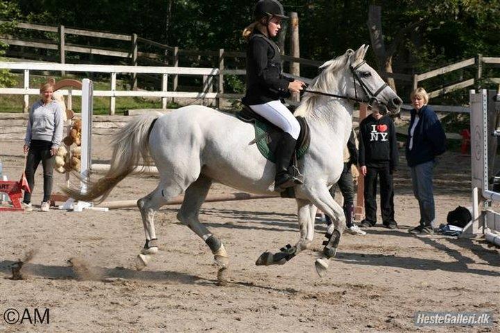 Anden særlig race Gucci billede 16