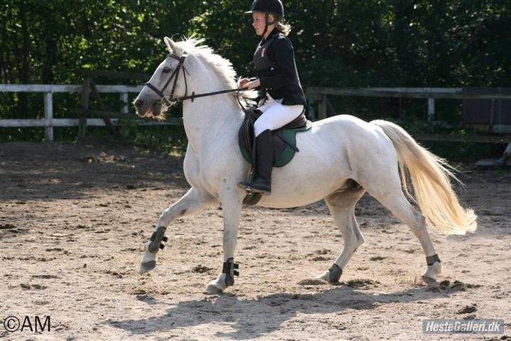 Anden særlig race Gucci billede 20