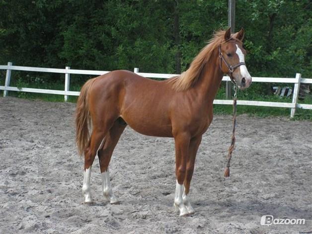 DSP Rugholms Kaktus billede 3