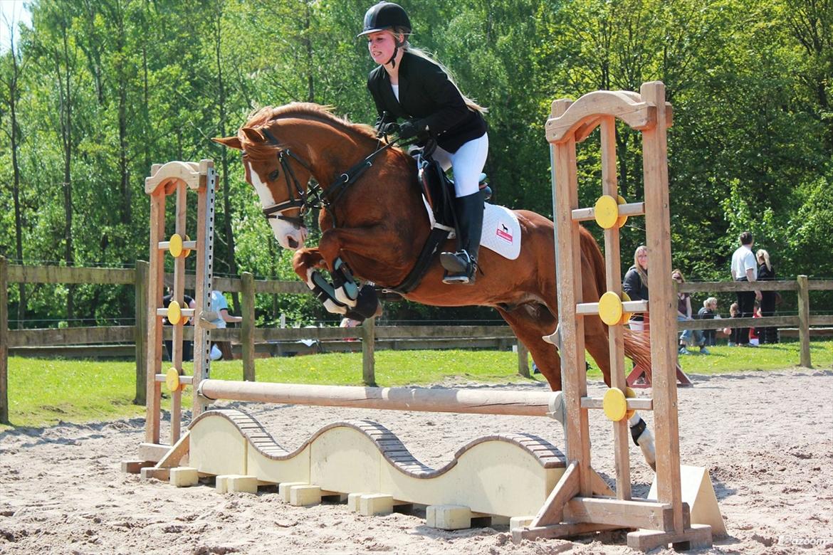 DSP Rugholms Kaktus billede 6