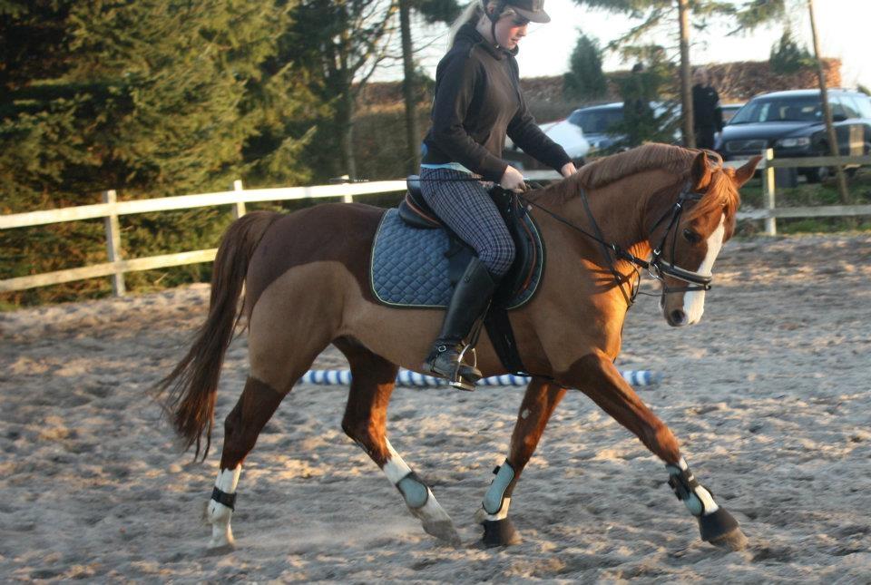 DSP Rugholms Kaktus billede 4