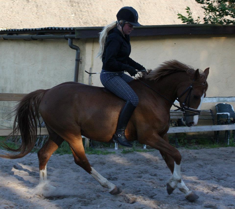 DSP Rugholms Kaktus billede 11