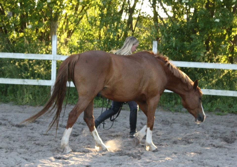 DSP Rugholms Kaktus billede 12