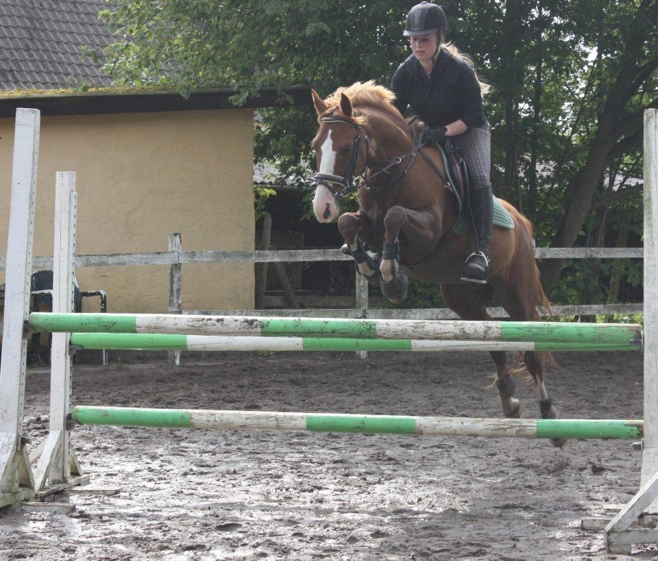 DSP Rugholms Kaktus billede 15