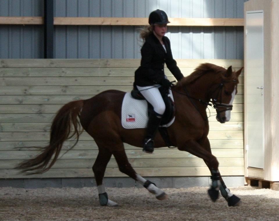 DSP Rugholms Kaktus billede 18