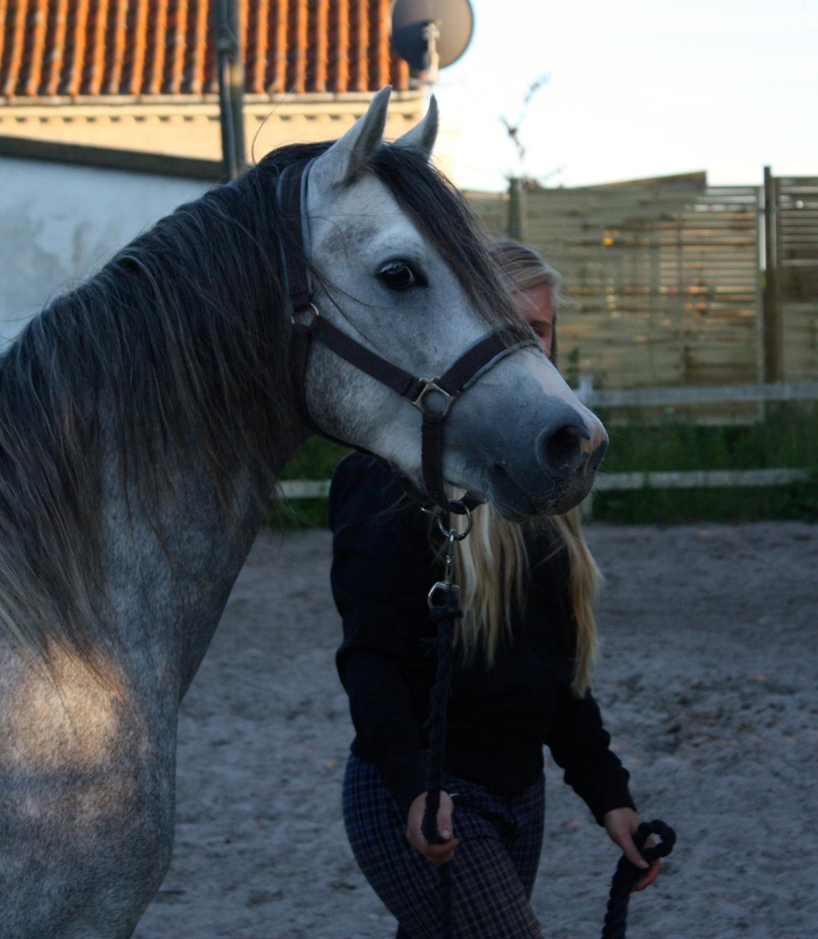 Welsh Partbred (Sec F) Stendyssens Sunrider - Sunrider - 3 år gammel. 2012 billede 1