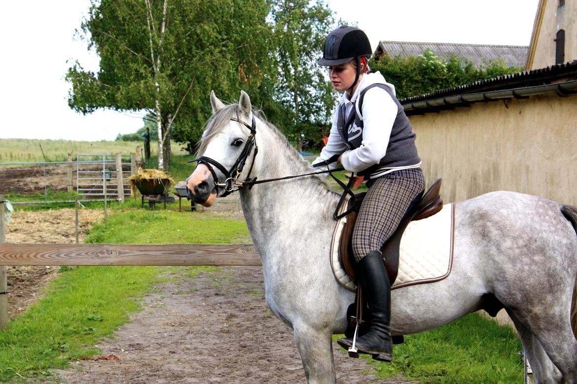 Welsh Partbred (Sec F) Stendyssens Sunrider billede 2