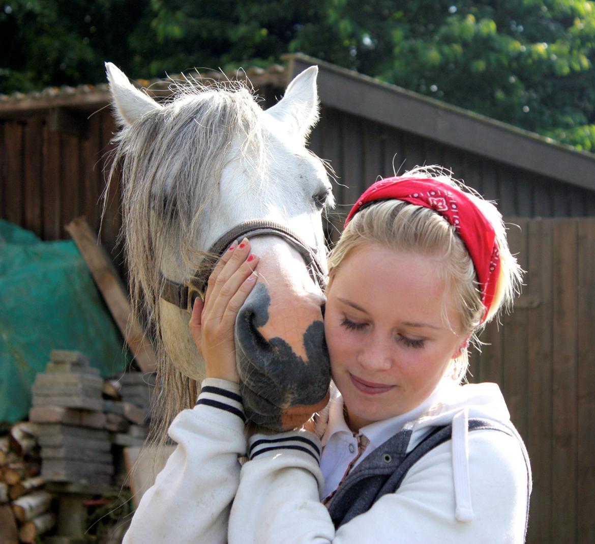 Welsh Partbred (Sec F) Stendyssens Sunrider billede 3