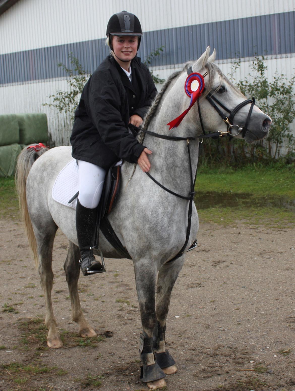 Welsh Partbred (Sec F) Stendyssens Sunrider - Sunrider - 4 år gammel. 2013 billede 4