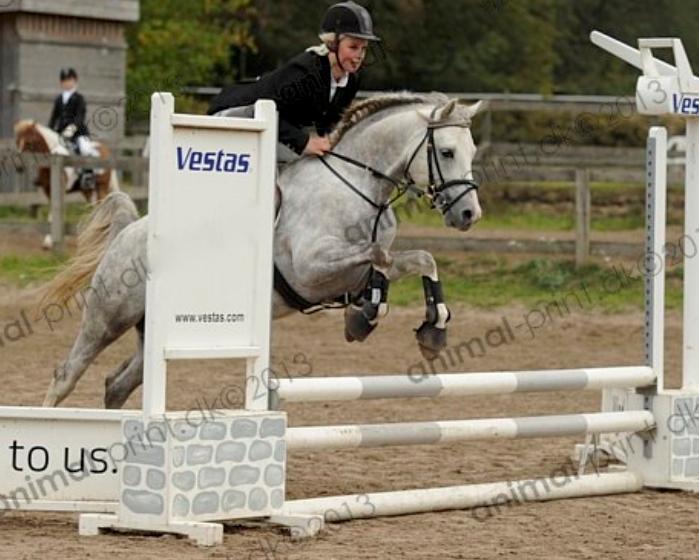 Welsh Partbred (Sec F) Stendyssens Sunrider billede 5