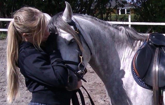 Welsh Partbred (Sec F) Stendyssens Sunrider - Sunrider - 3 år gammel. 2012 billede 6