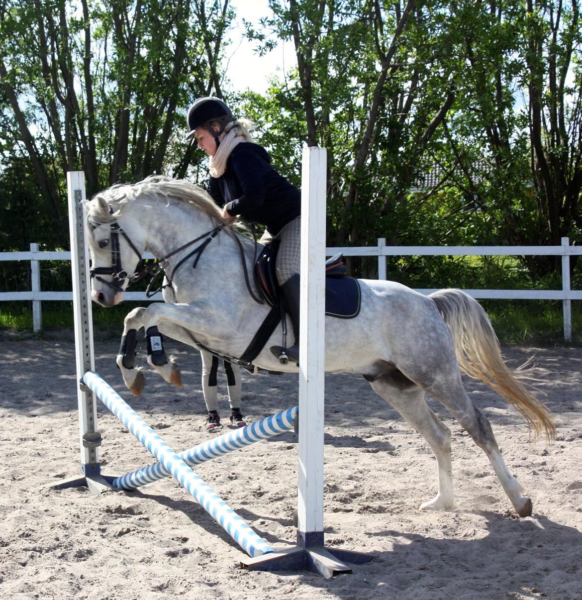 Welsh Partbred (Sec F) Stendyssens Sunrider billede 7