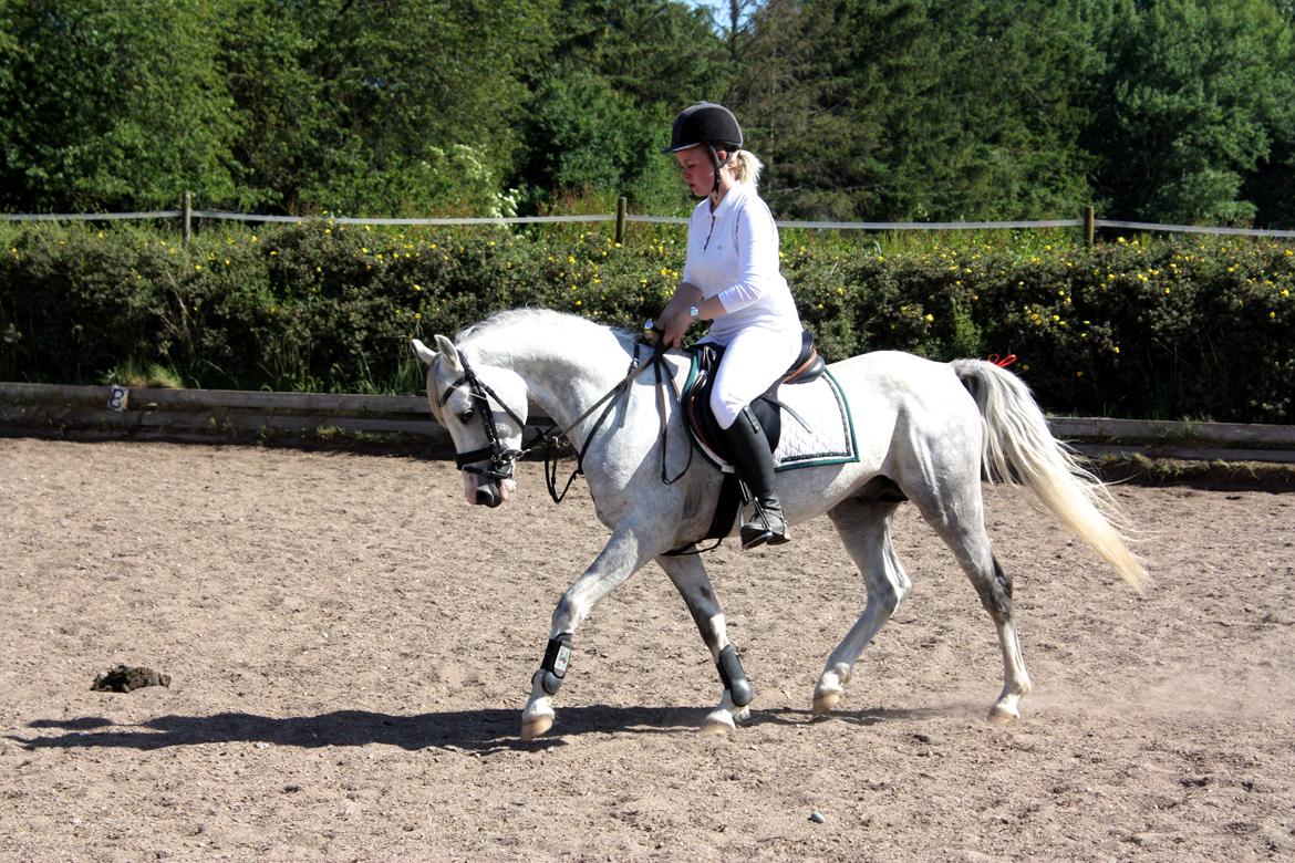 Welsh Partbred (Sec F) Stendyssens Sunrider billede 8