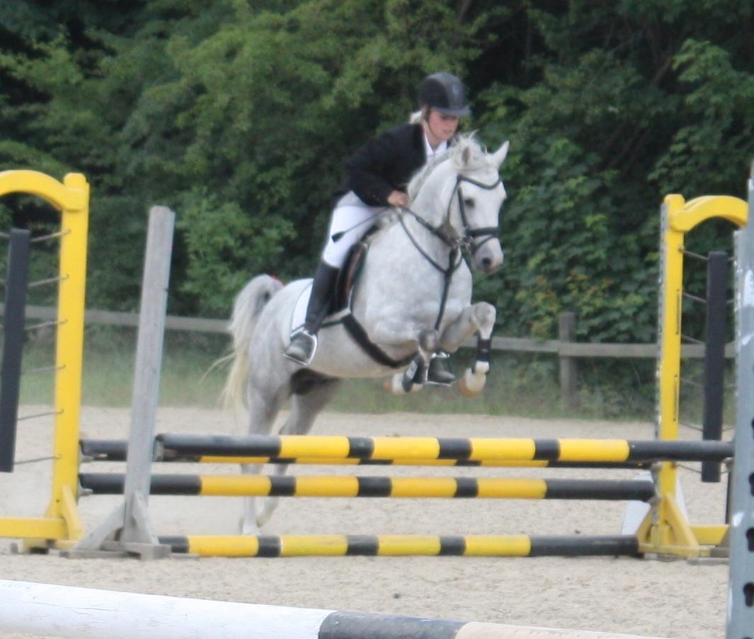 Welsh Partbred (Sec F) Stendyssens Sunrider billede 9