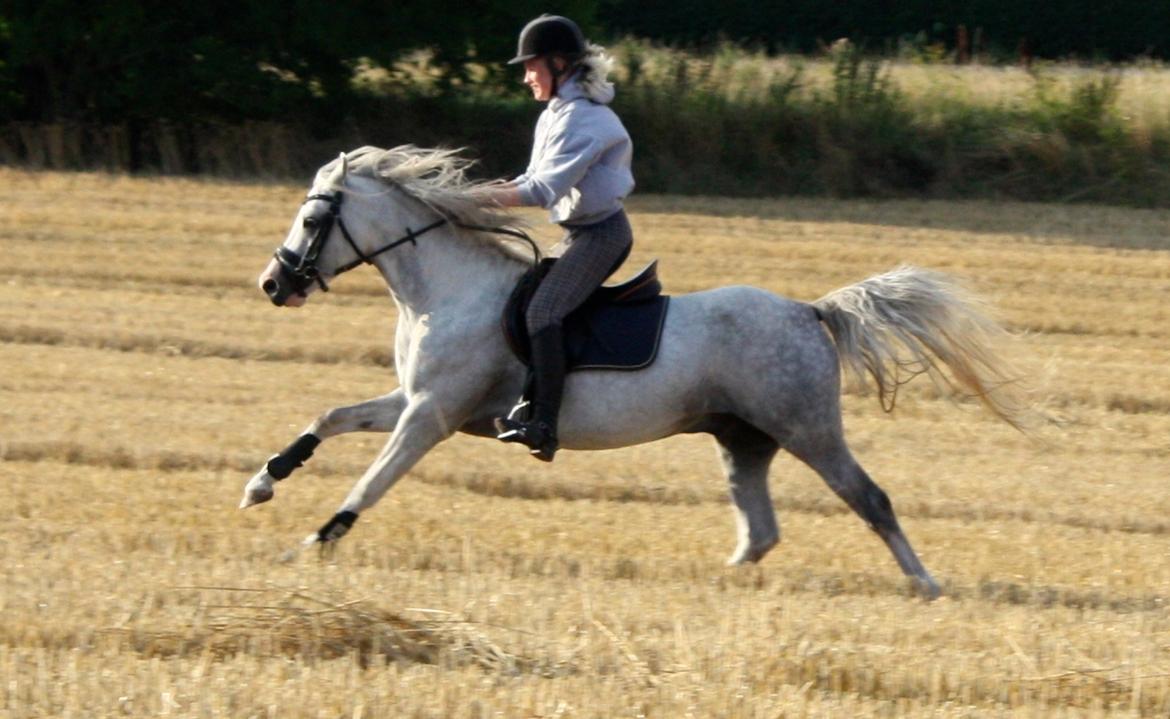 Welsh Partbred (Sec F) Stendyssens Sunrider - Sommer 2014.  billede 11