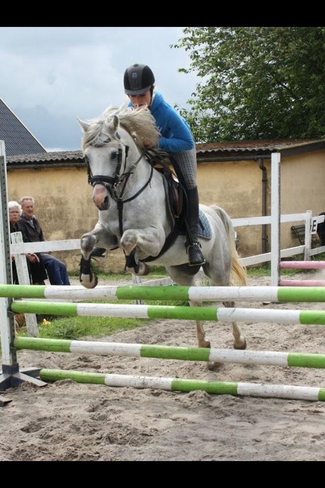 Welsh Partbred (Sec F) Stendyssens Sunrider billede 12