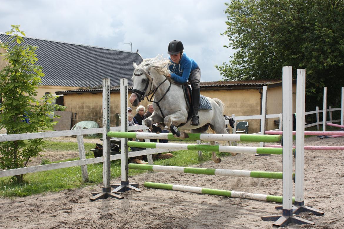 Welsh Partbred (Sec F) Stendyssens Sunrider - Sunrider - 5 år gammel. En MB.  billede 14