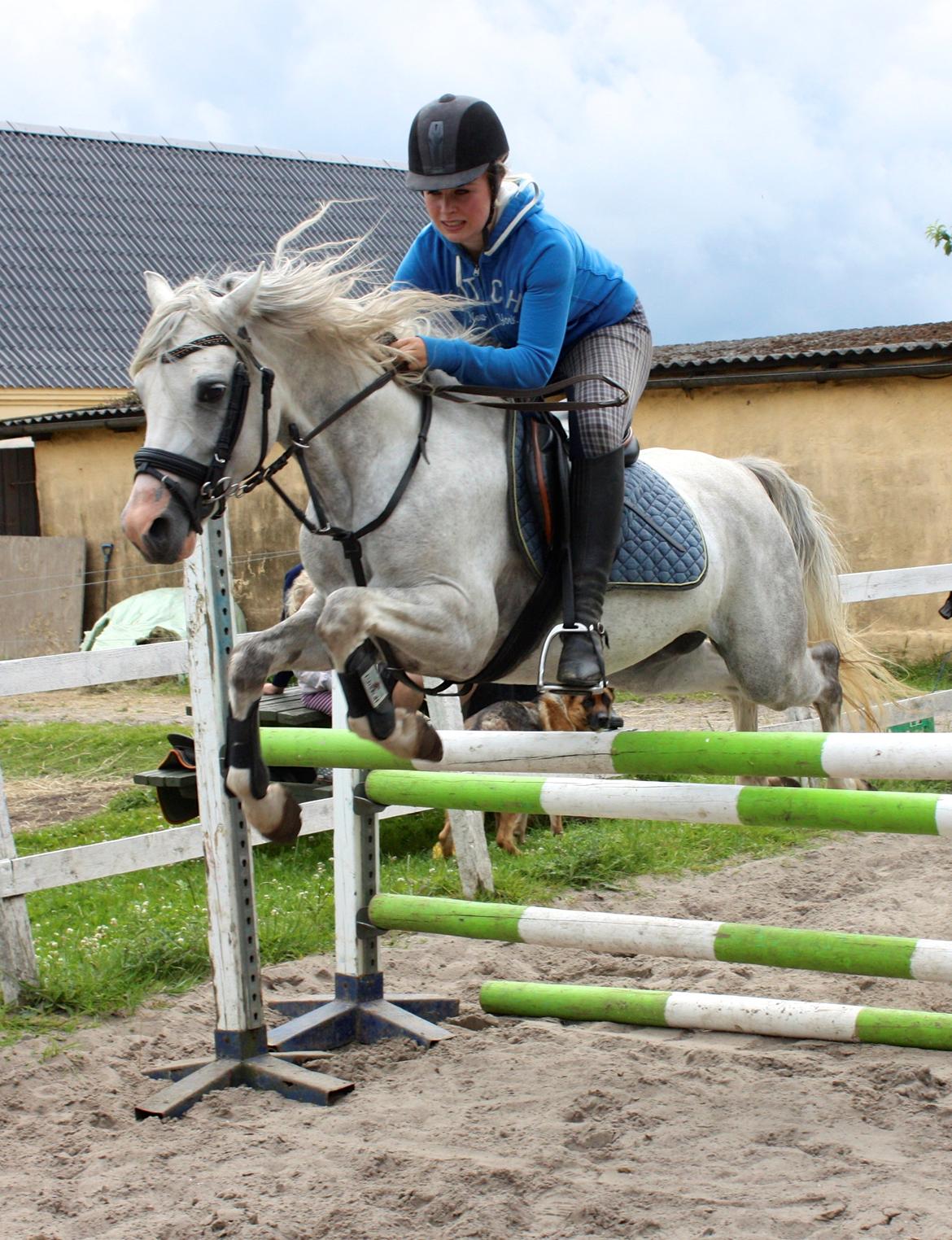 Welsh Partbred (Sec F) Stendyssens Sunrider billede 13