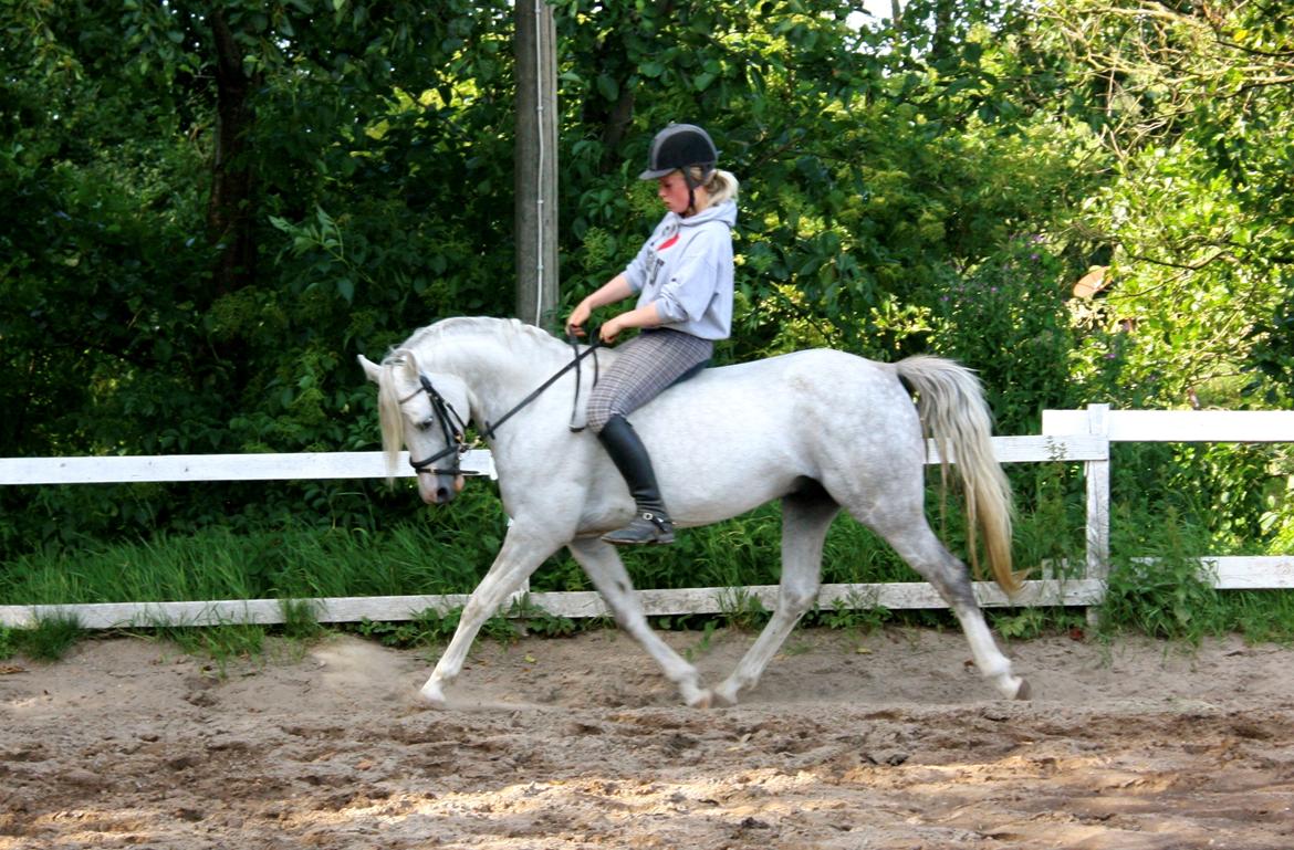 Welsh Partbred (Sec F) Stendyssens Sunrider - Sunrider 5 år gammel. - Sommer 2014.  billede 15