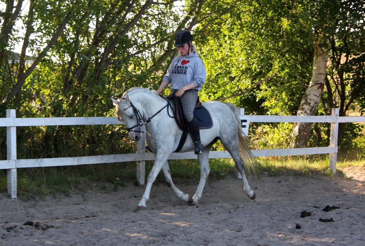 Welsh Partbred (Sec F) Stendyssens Sunrider - Sommer 2014.  billede 16
