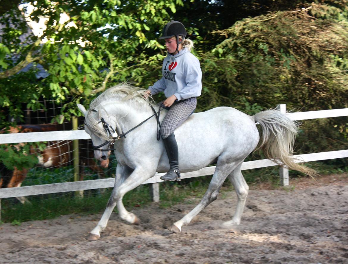Welsh Partbred (Sec F) Stendyssens Sunrider - Sommer 2014. billede 17