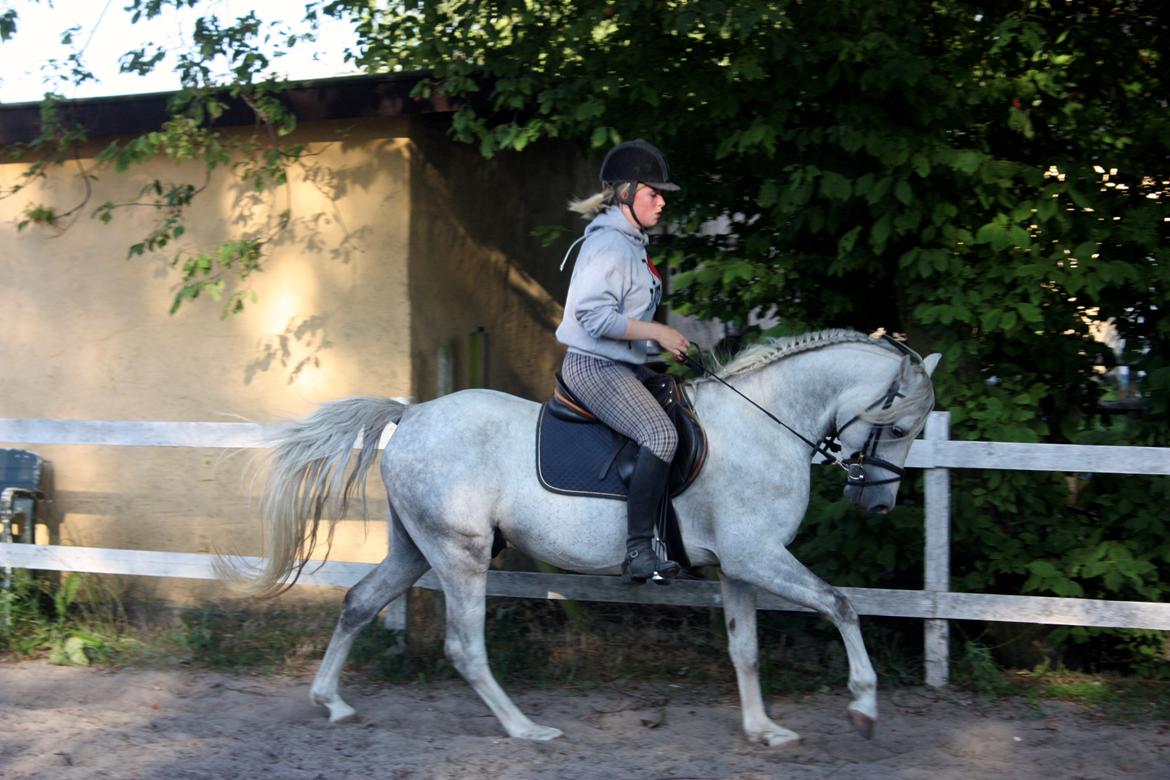Welsh Partbred (Sec F) Stendyssens Sunrider - Sommer 2014. billede 18