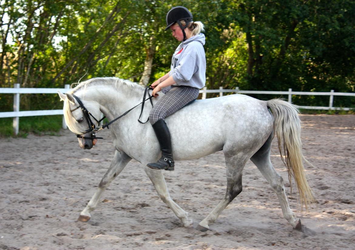 Welsh Partbred (Sec F) Stendyssens Sunrider - Sommer 2014.  billede 19