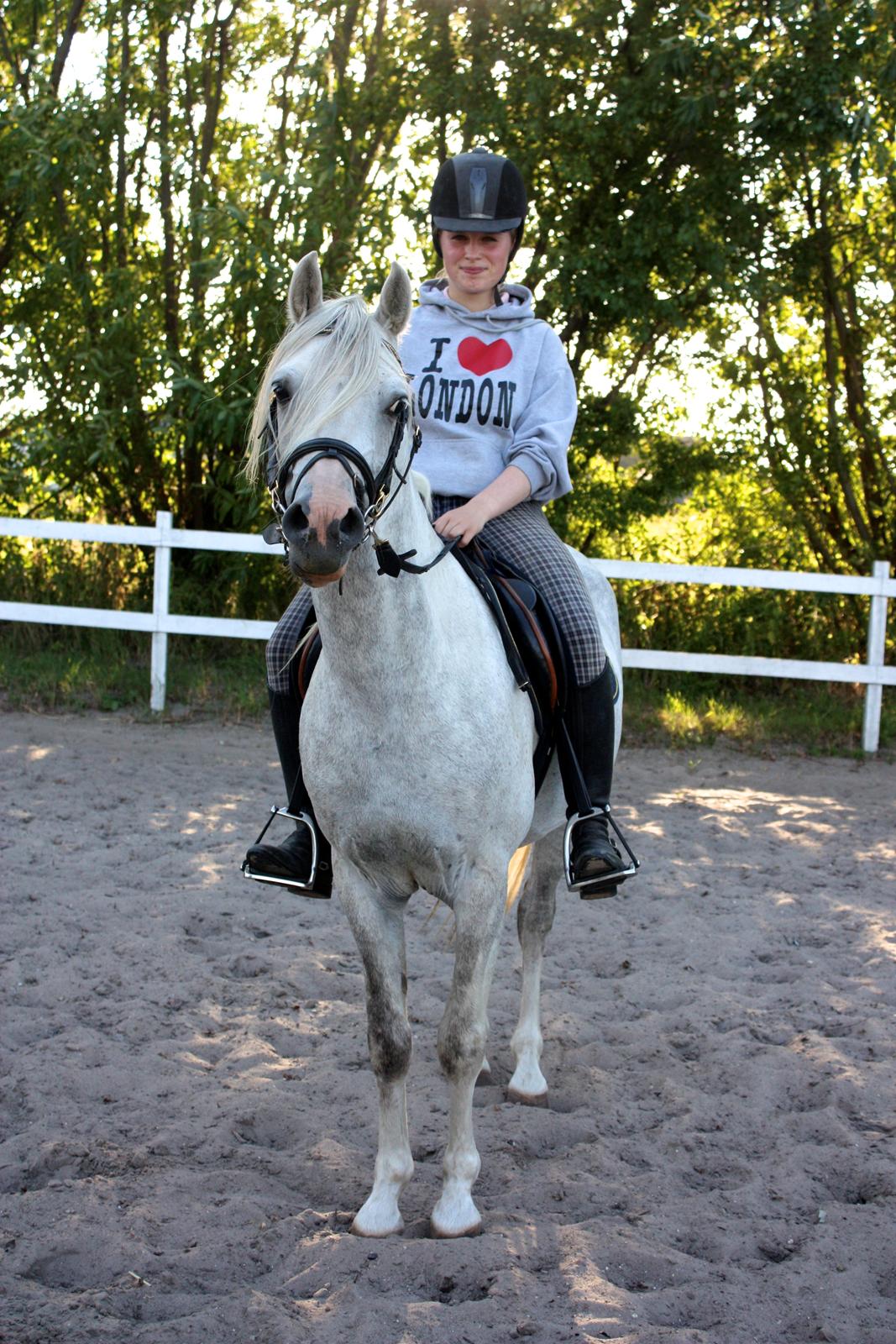 Welsh Partbred (Sec F) Stendyssens Sunrider - Sommer 2014.  billede 20