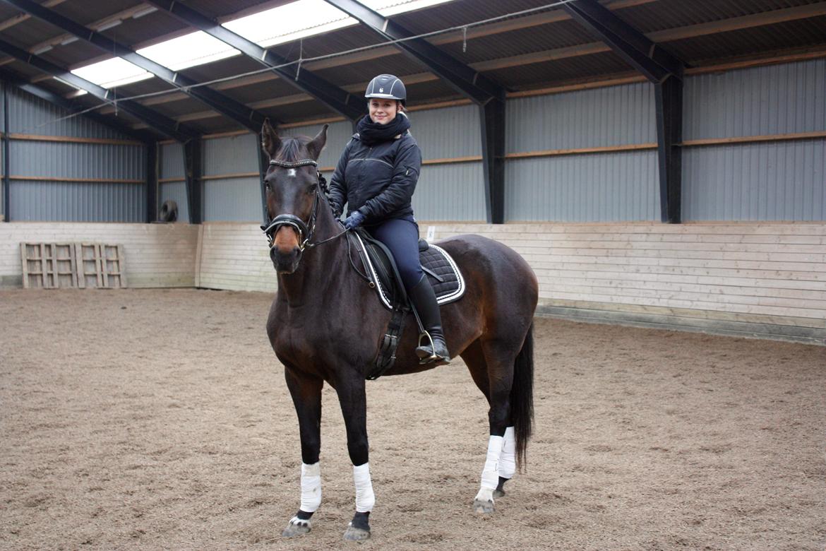 Dansk Varmblod Lærkegaardens Ladylike billede 1