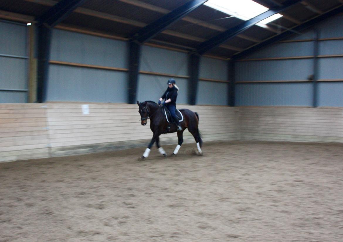 Dansk Varmblod Lærkegaardens Ladylike billede 3