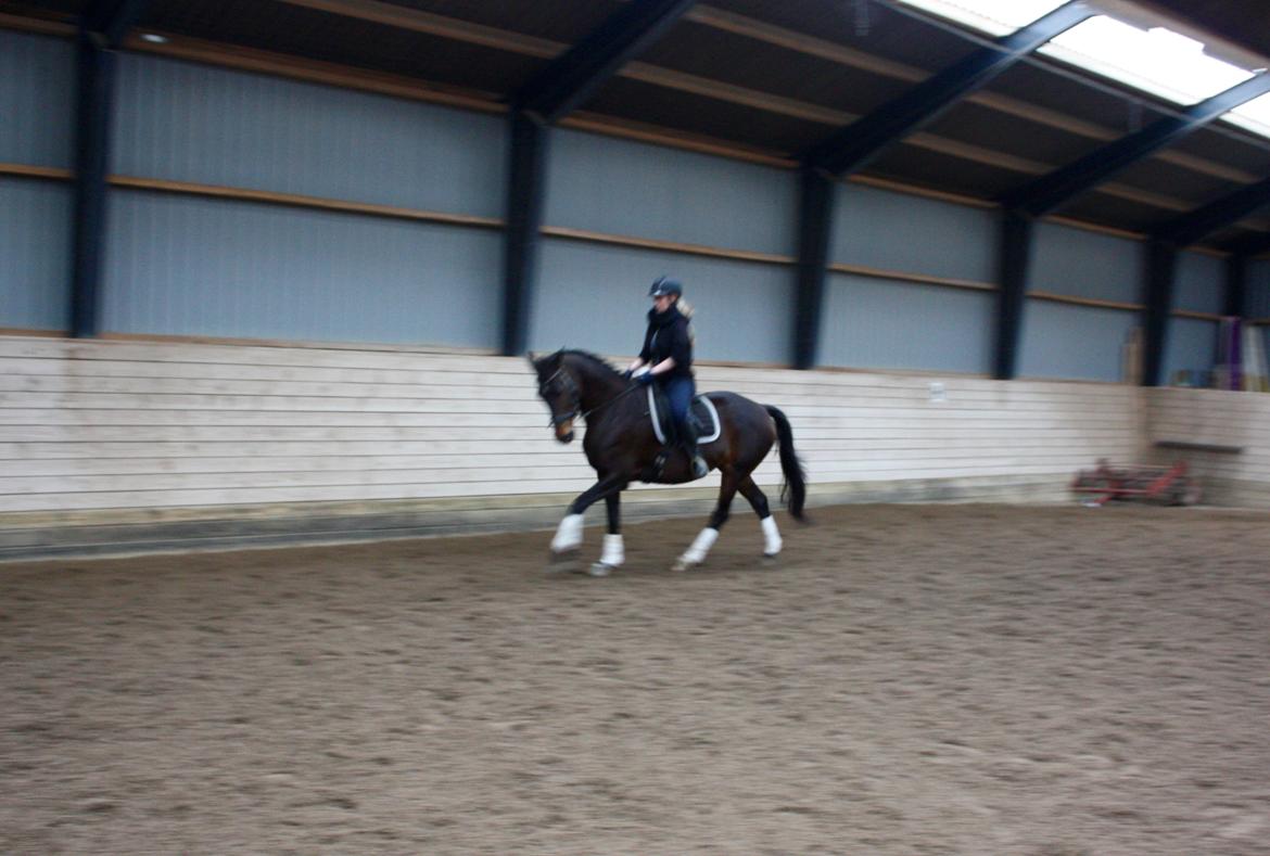 Dansk Varmblod Lærkegaardens Ladylike billede 4