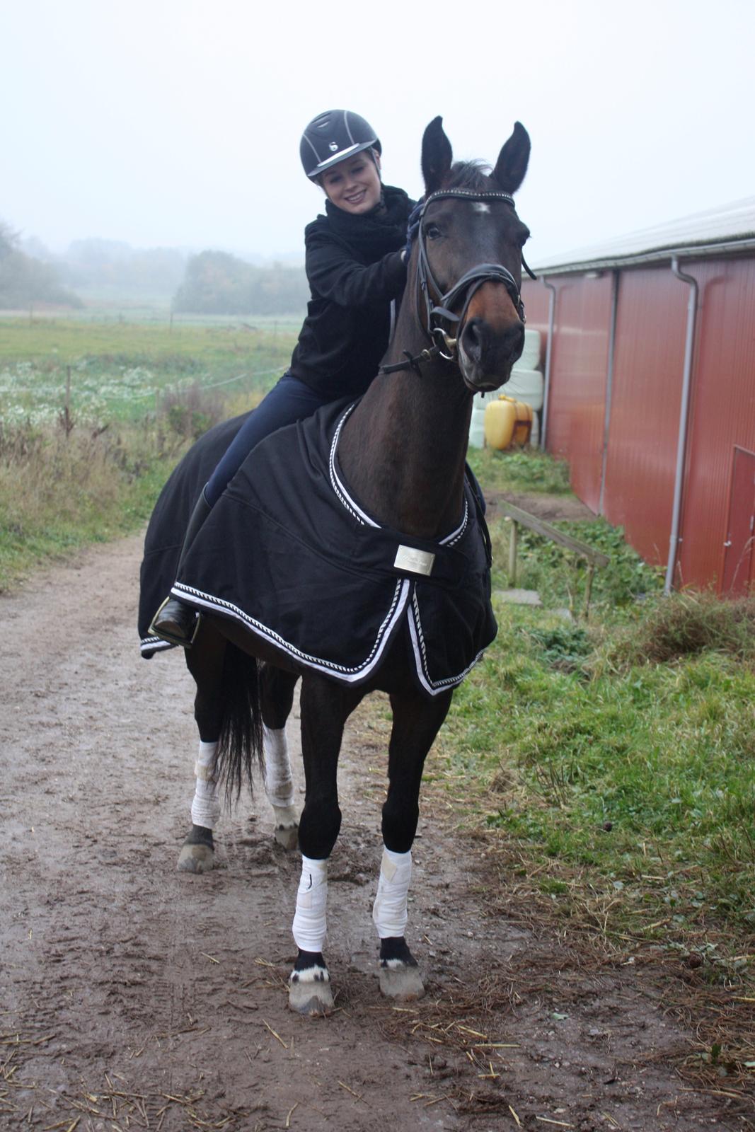 Dansk Varmblod Lærkegaardens Ladylike billede 5
