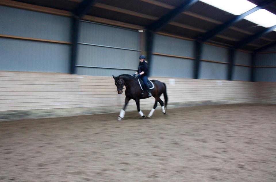 Dansk Varmblod Lærkegaardens Ladylike billede 10