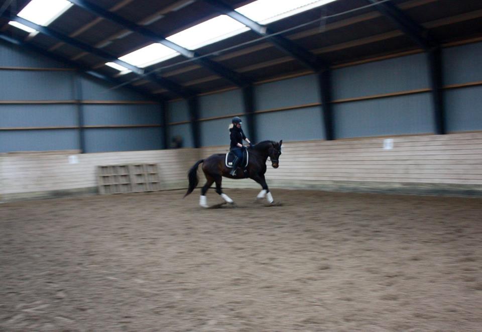 Dansk Varmblod Lærkegaardens Ladylike billede 6